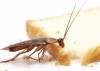 Tips to prevent cockroaches in kitchen